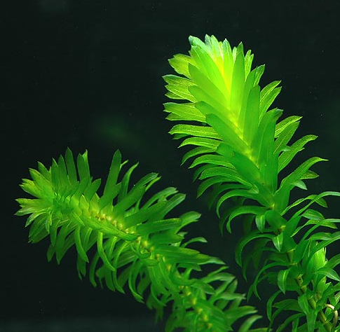 Elodea Densa