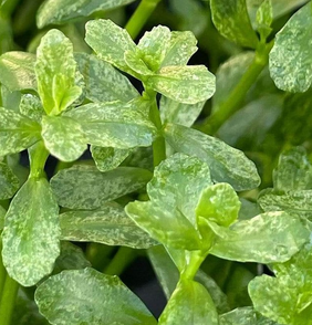 Bacopa Monnieri Variegated