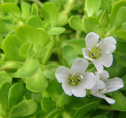 Bacopa Monieri