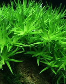 Heteranthera Zosterifolia