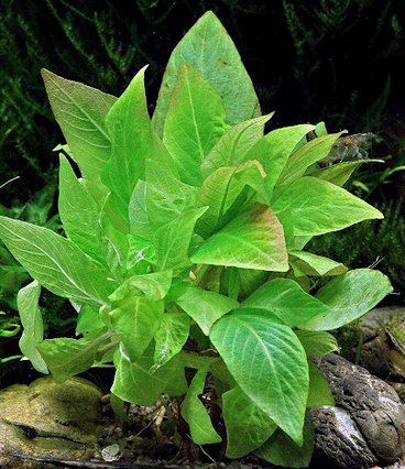 Hygrophila Corymbosa