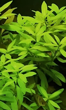 Hygrophila Green