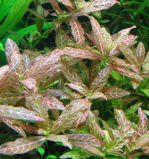 Hygrophila Rosanervig