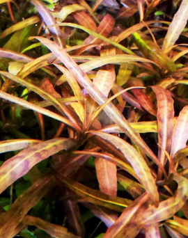 Hygrophila SP Tiger