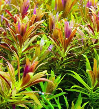 Limnophila Aromatica