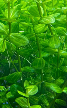 Lindernia Rotundifolia