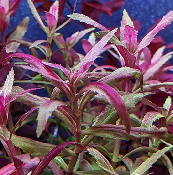 Limnophila Belem