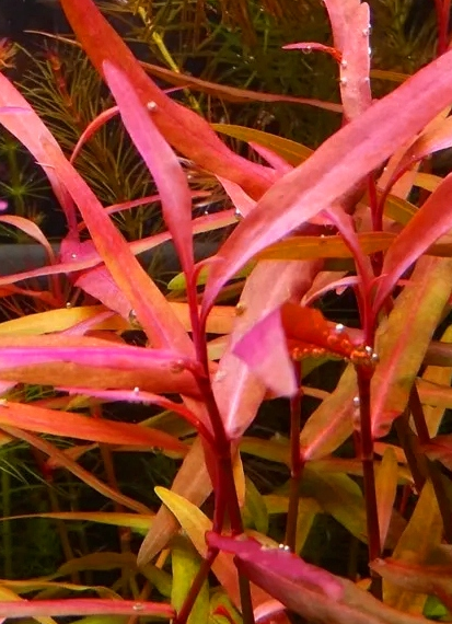 Persicaria Kawagoeanum