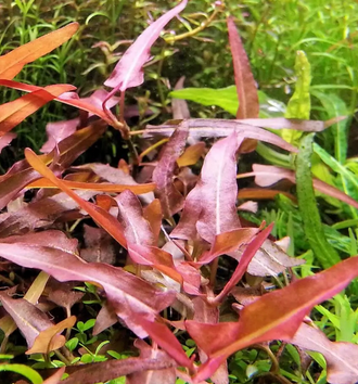 Polygonum Praetermissum