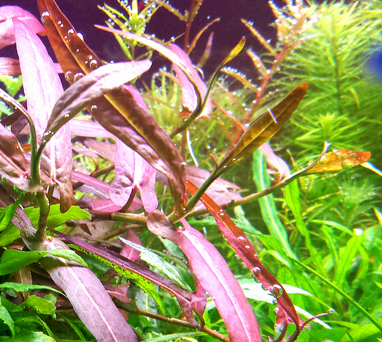 Persicaria Porto Velho