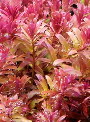 Rotala Coin Leaf