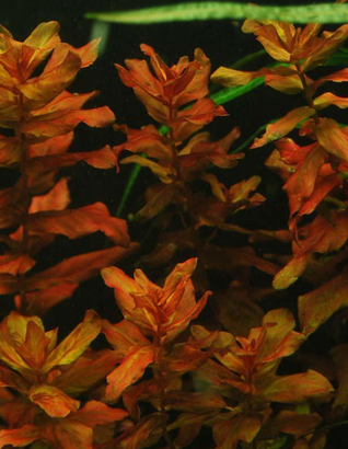 Rotala Macrandra Bangladesh