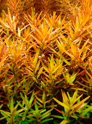 Rotala Rotundifolia
