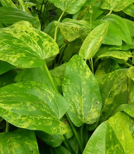 Echinodorus Marble Queen