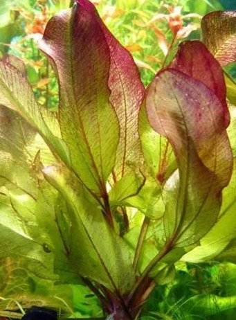 Echinodorus Altlandsberg