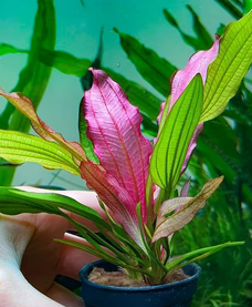 Echinodorus Pink Princess
