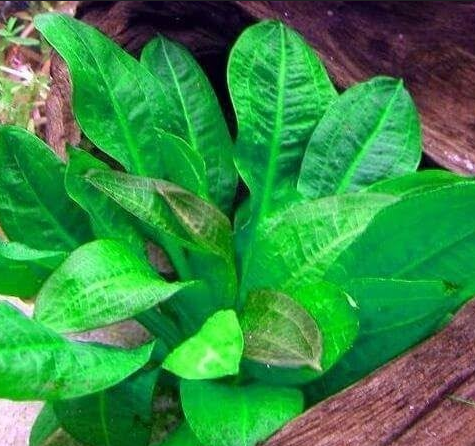 Echinodorus Tropica