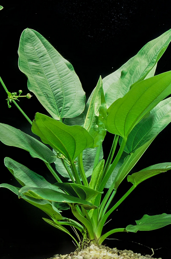 Echinodorus Cordiflorus