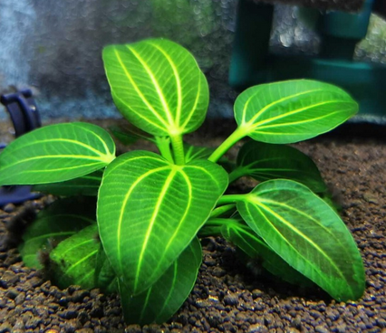 Echinodorus Iguazu 2009