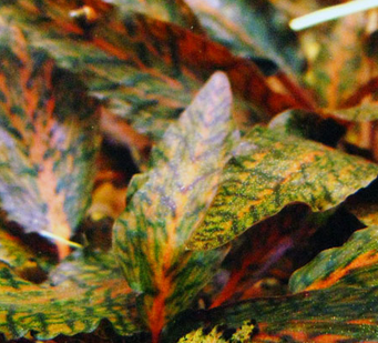 Cryptocoryne Nurii Rosen Maiden