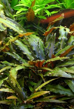 Cryptocoryne Wendtii Brown