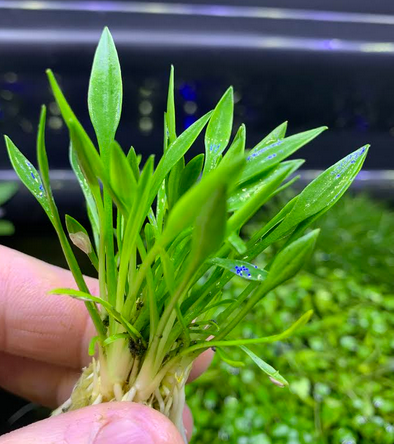 Cryptocoryne Parva