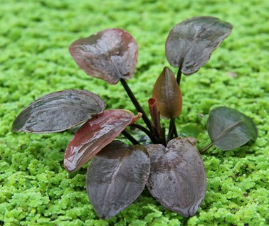 Lagenandra Meeboldii Red