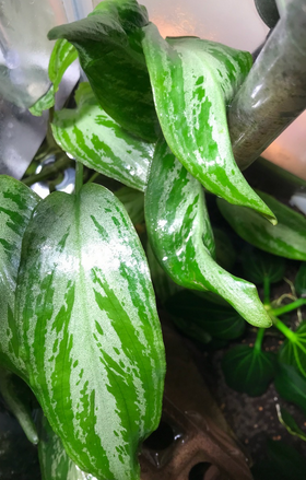 Lagenandra Silver Powder