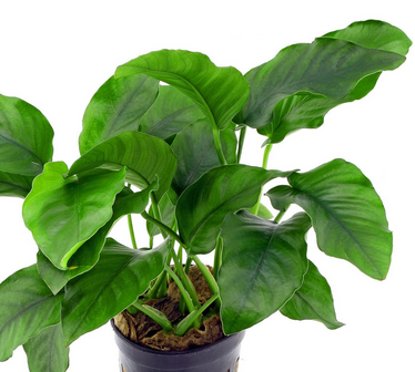 Anubias Barteri Var. Barteri