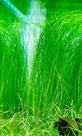 Eleocharis Montevidensis