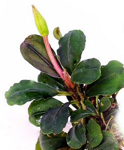 Bucephalandra Apple Leaf