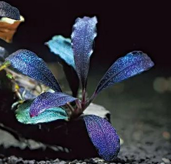 Bucephalandra Maestro Blue