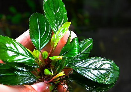 Bucephalandra Green Achiles