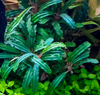 Bucephalandra Catherinae Green