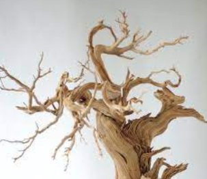 Tronco Raiz Café XL